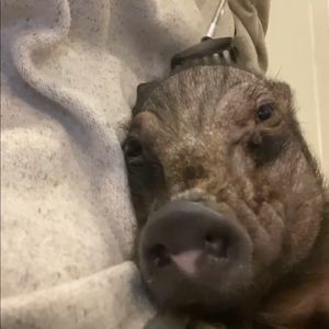 Meet your Posher, Peyton